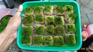 Tutorial budidaya tanaman hair grass  dan ultricularia