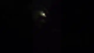 Video of the moon, through palm trees