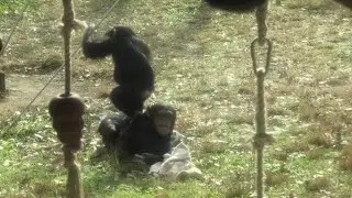 Big sister Plum is a great friend! by Dill プラム姉ちゃんは最高の友達だよ！ディル　Chimpanzee  Tama Zoological Park