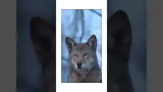 🐺Wolves🐺 Howling  #facts #gk #animalknowledge #tranding #Wolves
