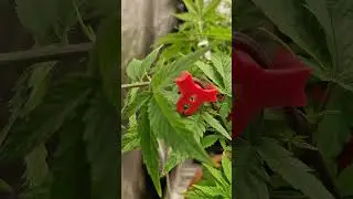 HerzOG Low-stress Training 💚 #grow #green #growth