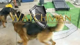 I love my job as a GSD kennel owner!