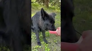 Thirsty pup!