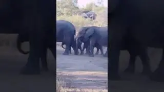 Elephant Family - Karongwe Game Reserve - Limpopo - South Africa