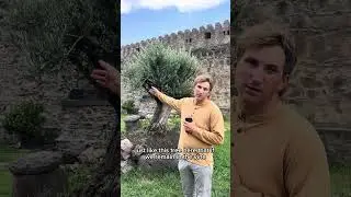 John 15:5 #shorts #bible #scripture #Jesus #vine #plants #connected
