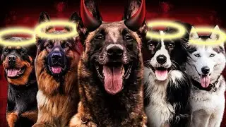 10 Dog Breeds Better than the Belgian Malinois!