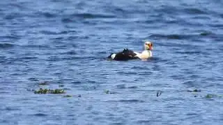 Eider à tête grise - Somateria spectabilis - King Eider