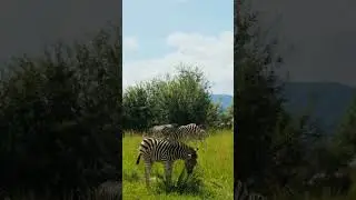 Zebras: Striped Equids of Africa/Animal House TV /#Zebras #animalhousetv  #Wildlife
