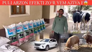 BOʻRDOQINI XAMMA TURIGA😱SIGIRLARNI 🥛🌧️SUTNI KOʻPAYTIRADI NATIJASI ALO DARAJA😲😲😲