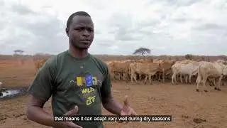 Climate Adaptive Strategies: How Cattle Breeds Promote Resilience in Conservancies