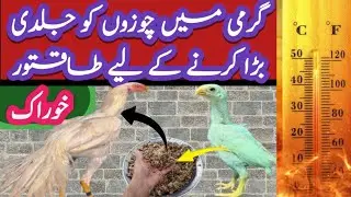 Summer fast growth food for chicks  l Aseel chicks best feed in summer l chicks food for growth