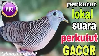 Perkutut Lokal Gacor RAJA PIKAT Bikin Semua Burung Perkutut Nyaut | perkutut, suara perkutut