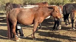 Mare Milking