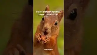 Forgetful Squirrels and Their Hidden Nuts