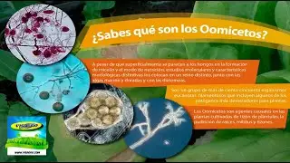 QUE SON LOS OOMICETOS?