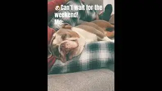 Weekend vibes 😴#dog #doglover #bulldog #sleep