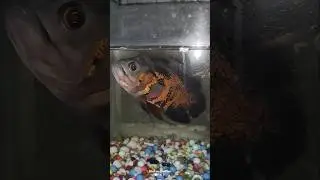 Ways to keep aquarium fish alive for a long time.🐠#aquarium #goldenfish #aquariumfish #ytshorts#fish