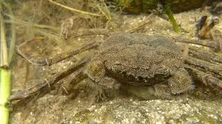 [佐波川のいきものたち 11 ] モクズガニ Eriocheir japonica の亜成体