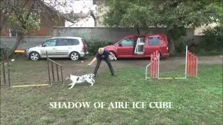 Shadow of aire I-litter  agility 8months