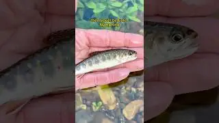 How to euro nymph 🐟