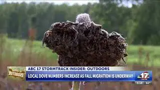 How weather impacts dove migration and populations