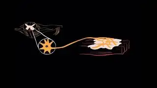 NM physiology 1: The Motor Unit