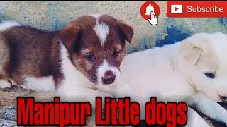 Manipur Little dog bubbies cute bubbies Nature india. Indian animals. Indian dogs