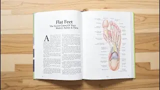 Flat Feet: The Secret Cause Of Your Many Aches & Pains | Pittythings.com