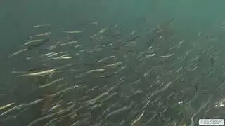 Pacific Herring 1 | Vancouver Island | Underwater 4K | Snorkelling | 23 04 2025