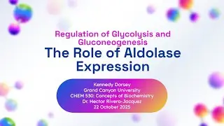 Glycolysis, Gluconeogenesis  The Role of Aldolase Expression pptx 1