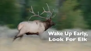 Early Morning Elk Photography in the Tetons (and Moose and Bears)