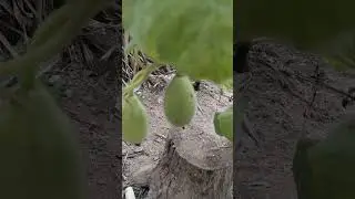 Bottle gourd in my kitchen garden | off season vegetable #shorts #organicfarming #kitchengarden