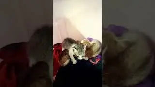 Watch the full video Shree krishna jayanthi special cat funny videos detailed information in posts