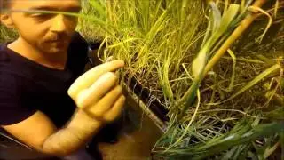 Speed Breeding Session 1 - Lee Hickey