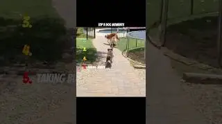 TOP 5 CRAZY DOG FAILS #funny #shorts #fails #fyp #viral #feed #dog #funnyshorts #pets