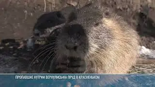 Как зимуют животные столичного енотария и рыбницкие нутрии