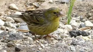Wild Canary Bird