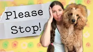 Service dog discrimination & harassment | Jen & Pharaby
