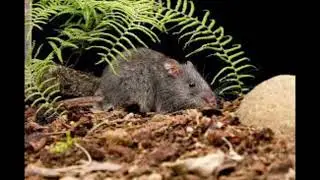 Smoky Mouse #australia  #animals  #help  #wildlife  #endangeredspecies #cute 