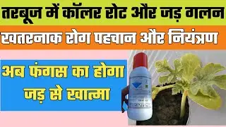 तरबूज और सब्जियों में कॉलर रोट और जड़ गलन की पहचान और नियंत्रण tarbooj me collar rot disease Control