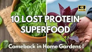 10 Lost Protein Superfood Vegetables Making a Comeback in Home Gardens