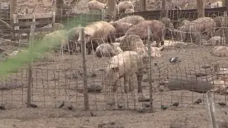 Pig farm in middle of North Las Vegas to be auctioned