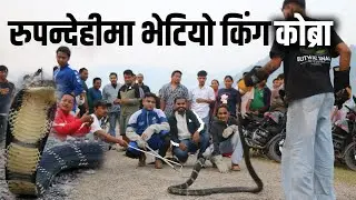 सबैभन्दा विषालु सर्प,रुपन्देहीमा भेटियो किंग कोब्रा ३ घण्टा लगाएर यसरि गरियो उद्दार KING COBRA Nepal