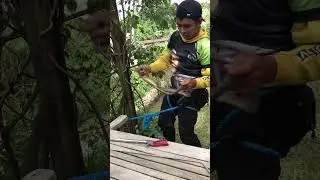 gumambal sa mga residente sa camalig albay.#snakerescue #viralvideo 