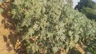 इंडिया का वीडियो लाइव देखने के लिए खेती बाड़ी किसान खेती 🌾🌿🌿🌿🚜🚜