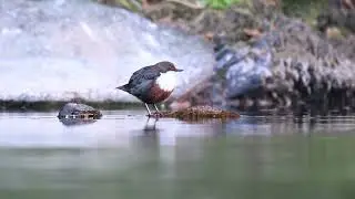 2nd Dipper, River Grets 15th May 2025