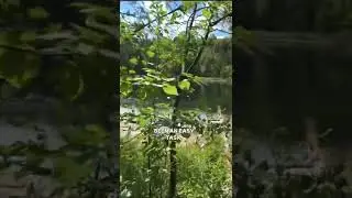 Hidden Pond Outside The City (Toronto) 🎣 #shorts