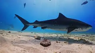 10 Hours Soothing Music with Relaxing Sharks for Sleep Study