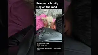 Rescued a family dog on the road