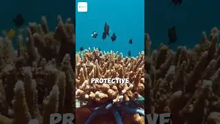 Damselfish: Tiny Terror of the Reef! 🌊🔥